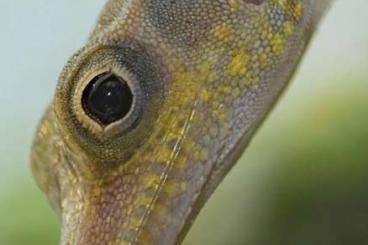 Lizards kaufen und verkaufen Photo: Group of Anolis bartschi.