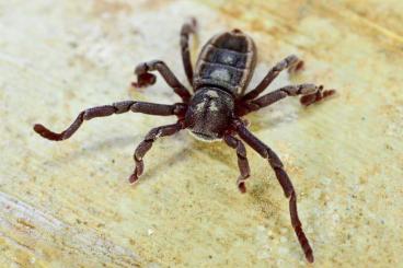 Spinnen und Skorpione kaufen und verkaufen Foto: Ricinulei & Pseudoscorpiones Spinnen und Skorpione kaufen und verkaufen Foto: Ricinulei & Pseudoscorpiones
