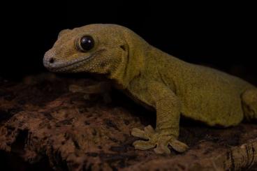 Geckos kaufen und verkaufen Foto: Looking for Ailuronyx, Blaesodactylus etc.