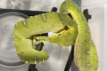 Boas kaufen und verkaufen Foto: Corallus Caninus cbb 2021 Boas kaufen und verkaufen Foto: Corallus Caninus cbb 2021
