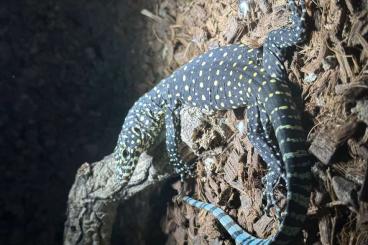 Lizards kaufen und verkaufen Photo: Glauerti, acanthurus, doreanus, cumingi