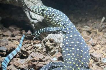 Echsen  kaufen und verkaufen Foto: Paleosuchus, Cachryx, Varanus