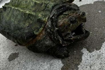 Sumpfschildkröten kaufen und verkaufen Foto: Macrochelys temimki, Kinosternom Sumpfschildkröten kaufen und verkaufen Foto: Macrochelys temimki, Kinosternom