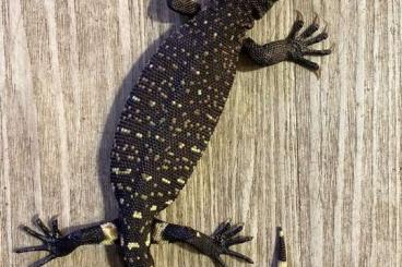 Lizards kaufen und verkaufen Photo: Delivery next week France, Germany, Netherlands