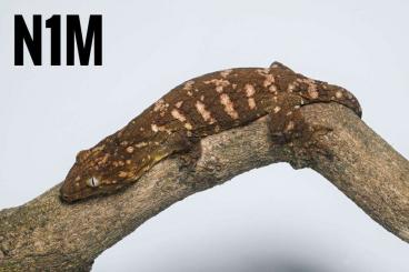 Geckos kaufen und verkaufen Foto: Available NON CITES list Leachianus, Chahoua, Ciliatus, Amyae, Levis