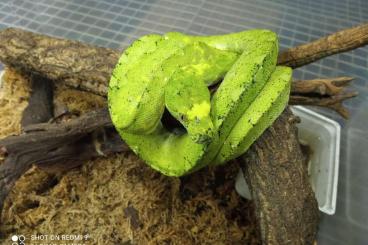 Lizards kaufen und verkaufen Photo: Available CITES list, Morelia Viridis TOP, Paleosuchus trigonatus...