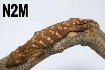 Lizards kaufen und verkaufen Photo: Available Varanus cumingi, leachianus GT…