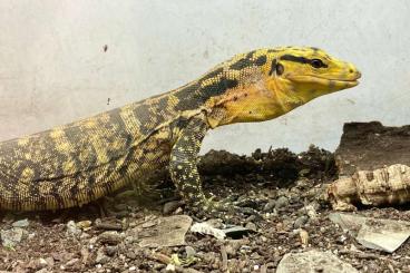 Lizards kaufen und verkaufen Photo: V.cumingi, M.viridis, P.trigonatus, N,levis, Leachianus...