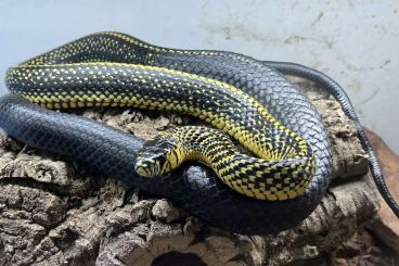 Snakes kaufen und verkaufen Photo: Paleosuchus, spilotes, leachianus, Morelia viridis…