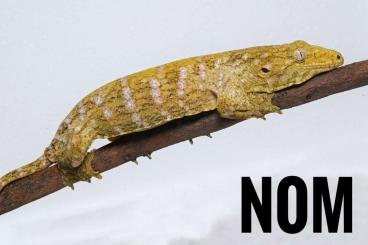 Geckos kaufen und verkaufen Foto: Leachianus leachianus GT, great quality