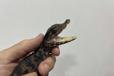 Lizards kaufen und verkaufen Photo: Dracaena, paleosuchus, varanus