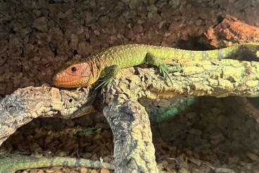 Lizards kaufen und verkaufen Photo: Acanthurus, dracaena, leachianus, auriculatus, lilly white