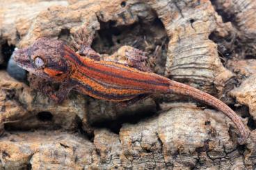Geckos kaufen und verkaufen Photo: Auriculatus, Leachianus, Ciliatus