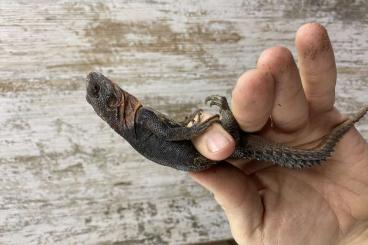 Echsen kaufen und verkaufen Foto: Cachryx, Melinus, Matamata, Paleosuchus, Siamensis Echsen kaufen und verkaufen Foto: Cachryx, Melinus, Matamata, Paleosuchus, Siamensis