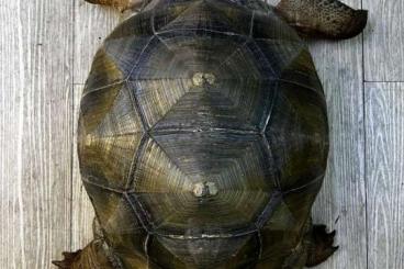 Echsen kaufen und verkaufen Foto: Radiata, Prasinus, Gigantea, Egernia Echsen kaufen und verkaufen Foto: Radiata, Prasinus, Gigantea, Egernia