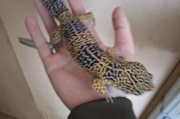 Geckos kaufen und verkaufen Photo: 1.2 Eublepharis satpuarensis 