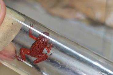 Poison dart frogs kaufen und verkaufen Photo: Oophaga pumilio Nicky , almirante , bribri for hamm