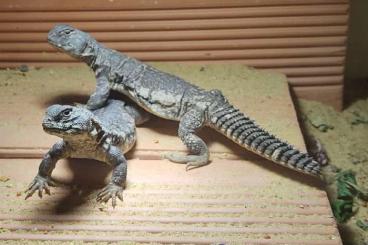 Echsen  kaufen und verkaufen Foto: UROMASTYX FOR SALE, CB 2020