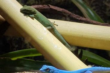 Geckos kaufen und verkaufen Foto: Lygodactylus Williamsi Weibchen