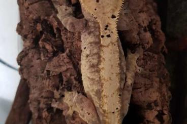 Geckos kaufen und verkaufen Foto: Kronengecko correlophus ciliatus