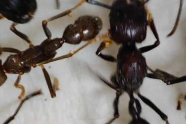 Insects kaufen und verkaufen Photo: Paraponera clavata Ameisen Ants Bullet Ant 20-40 Tiere
