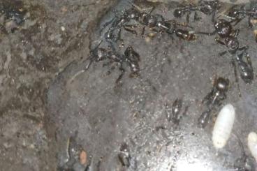 Insekten kaufen und verkaufen Foto: Paraponera clavata Ameisen Ants Bullet Ant 20-40 Tiere Insekten kaufen und verkaufen Foto: Paraponera clavata Ameisen Ants Bullet Ant 20-40 Tiere