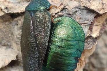 Insekten kaufen und verkaufen Foto: Pseudoglomeris magnifica Smaragdschaben 100Stk.