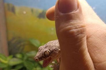 Lizards kaufen und verkaufen Photo: Strophurus, eurydactylodes, blaesodactylus Lizards kaufen und verkaufen Photo: Strophurus, eurydactylodes, blaesodactylus