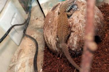 Warane kaufen und verkaufen Foto: Varanus kingorum, pilbarensis Warane kaufen und verkaufen Foto: Varanus kingorum, pilbarensis