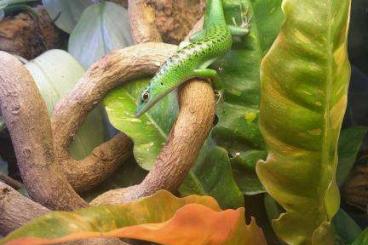 Geckos kaufen und verkaufen Photo: Strophurus.lamprolepis, varanus, eurydactylodes, Geckos kaufen und verkaufen Photo: Strophurus.lamprolepis, varanus, eurydactylodes,