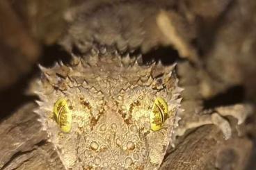 Geckos kaufen und verkaufen Foto: Phyllurus, saltuarius, eurydactylodes, strophurus Geckos kaufen und verkaufen Foto: Phyllurus, saltuarius, eurydactylodes, strophurus