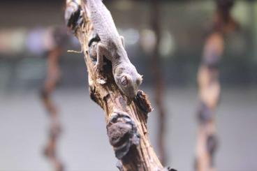 Geckos kaufen und verkaufen Photo: Strophurus, phyllurus, saltuarius Geckos kaufen und verkaufen Photo: Strophurus, phyllurus, saltuarius