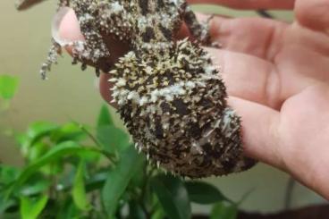 Geckos kaufen und verkaufen Foto: Varanus, saltuarius, phyllurus, strophurus, eurydactylodes Geckos kaufen und verkaufen Foto: Varanus, saltuarius, phyllurus, strophurus, eurydactylodes