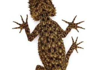 Geckos kaufen und verkaufen Photo: Phyllurus, saltuarius, strophurus,Varanus 