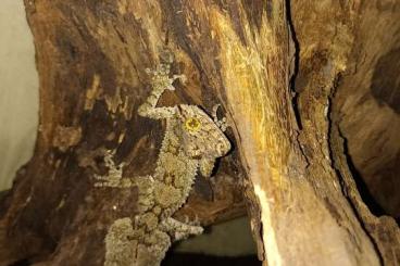 Echsen kaufen und verkaufen Foto: Varanus, tiliqua, phyllurus, saltuarius ect. Echsen kaufen und verkaufen Foto: Varanus, tiliqua, phyllurus, saltuarius ect.