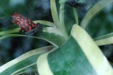 Poison dart frogs kaufen und verkaufen Photo: Suche Histrionica Sylvatica Diablo 0.1