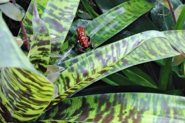 Pfeilgiftfrösche kaufen und verkaufen Photo: Suche sicheres Histrionica Sylvatica Diablo 0.1 Pfeilgiftfrösche kaufen und verkaufen Photo: Suche sicheres Histrionica Sylvatica Diablo 0.1