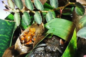 Poison dart frogs kaufen und verkaufen Photo: Oophaga histrionica Tado red head / Pumilio escudo