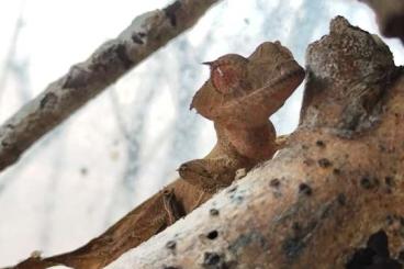 Geckos kaufen und verkaufen Foto: Geckos zur Abholung oder für Bobingen Geckos kaufen und verkaufen Foto: Geckos zur Abholung oder für Bobingen