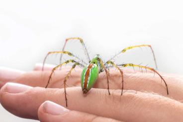 echte Webspinnen kaufen und verkaufen Foto: Spinnen für Bobingen am 28. Juni echte Webspinnen kaufen und verkaufen Foto: Spinnen für Bobingen am 28. Juni