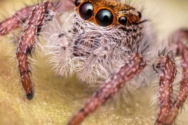 other spiders kaufen und verkaufen Photo: Bestandsauflösung Spinnen