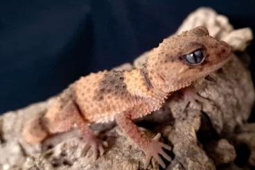 Geckos kaufen und verkaufen Foto: Nephrurus cinctus for hamm/houten