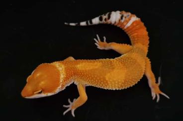 Geckos kaufen und verkaufen Photo: Léopards geckos   cb 2023