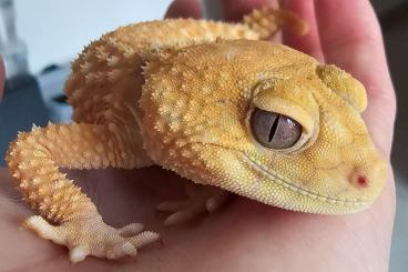 Geckos kaufen und verkaufen Photo: Nephrurus Amyaes unrealated pairs 