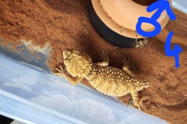 Geckos kaufen und verkaufen Foto: Nephrurus Amyaes CB 2023 September