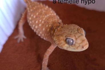 Geckos kaufen und verkaufen Foto: 5.5 nephrurus amyaes hypo/normal/SH