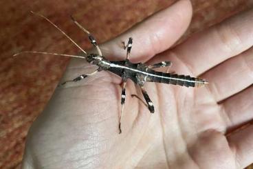 Insekten kaufen und verkaufen Foto: Sungaya inexpectata Lowland Philippinische Gespenstschrecke Insekten kaufen und verkaufen Foto: Sungaya inexpectata Lowland Philippinische Gespenstschrecke