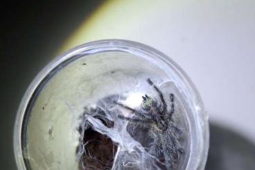 Spiders and Scorpions kaufen und verkaufen Photo: Biete für Hamm oder Versand