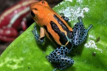 Pfeilgiftfrösche kaufen und verkaufen Foto: Fur hamm Poison Darts Frog Pfeilgiftfrösche kaufen und verkaufen Foto: Fur hamm Poison Darts Frog
