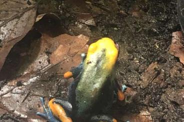 Poison dart frogs kaufen und verkaufen Photo: Frösche for hamm uder houten